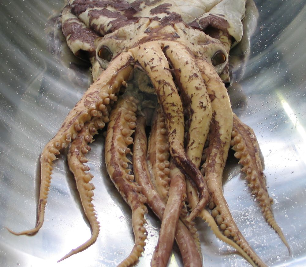 大王酸浆鱿(Mesonychoteuthis hamiltoni)