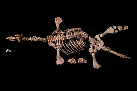 “埃里克”——蛋白石化上龙（Umoonasaurus demoscyllus）