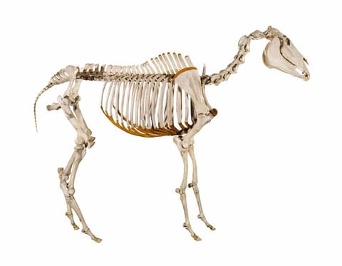 法尔·拉普的骨骼（马，Equus caballus）