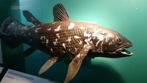 首条腔棘鱼铸模
